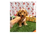 Maltipoo Bebeklerimiz - 6