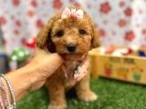 Maltipoo Bebeklerimiz - 6