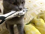 2 YAŞINDA ERKEK KEDİ - 4
