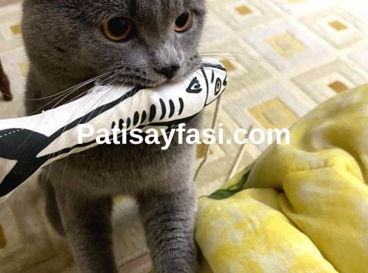 2 YAŞINDA ERKEK KEDİ