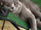 2 YAŞINDA ERKEK KEDİ - 3