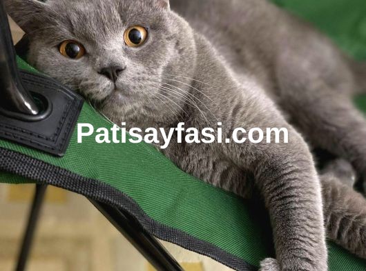 2 YAŞINDA ERKEK KEDİ