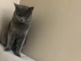 2 YAŞINDA ERKEK KEDİ - 2