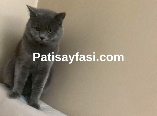 2 YAŞINDA ERKEK KEDİ