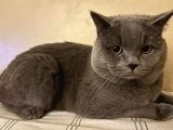 2 YAŞINDA ERKEK KEDİ