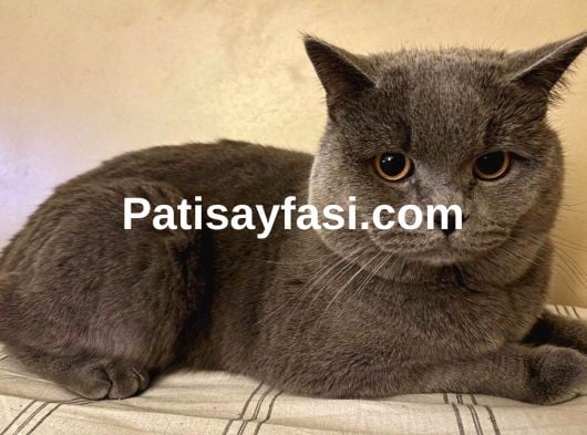 2 YAŞINDA ERKEK KEDİ