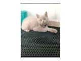 Brıtısh lilac - British Shorthair - İzmir