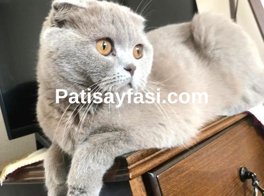 4 yaşında dişi scottish fold