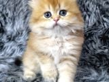 British Longhair Ev Üretimi Özel Yavrular