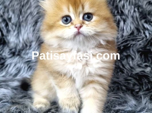 British Longhair Ev Üretimi Özel Yavrular