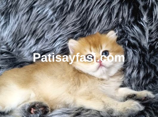 British Longhair Ev Üretimi Özel Yavrular