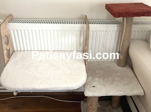 4 yaşında dişi scottish fold