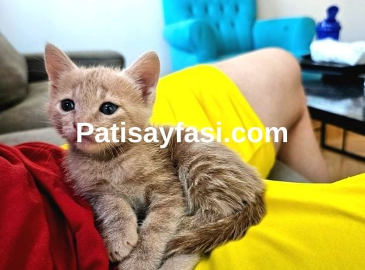 6 Yavru Kardeş için sevgi dolu yuva arıyoruz