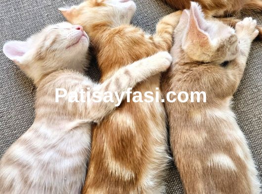 6 Yavru Kardeş için sevgi dolu yuva arıyoruz