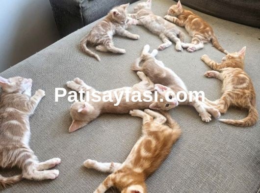 6 Yavru Kardeş için sevgi dolu yuva arıyoruz