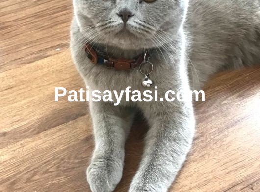 4 yaşında dişi scottish fold