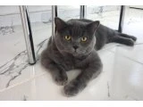 2 yaşında british shorthair