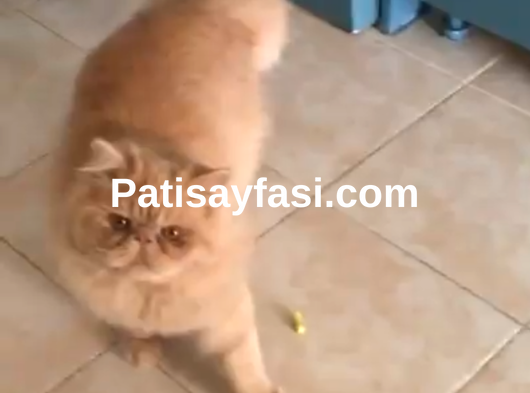 PERSİAN ERKEK KEDİM SİMBA YA PERSİAN EŞ ARIYORUM