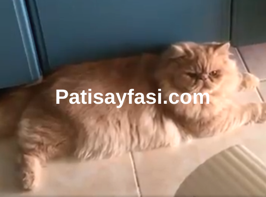 PERSİAN ERKEK KEDİM SİMBA YA PERSİAN EŞ ARIYORUM