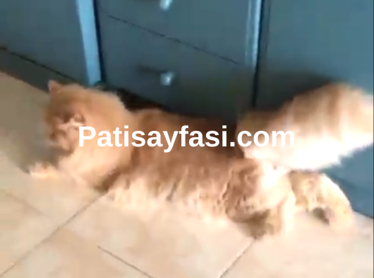 PERSİAN ERKEK KEDİM SİMBA YA PERSİAN EŞ ARIYORUM