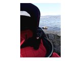 Siyah yavru toy poodle - 3