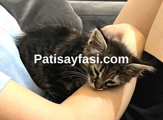 3aylık yavru kedi sahiplendirilecektir 