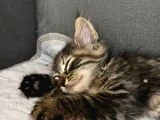 3aylık yavru kedi sahiplendirilecektir - 3