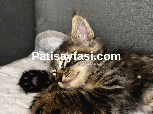3aylık yavru kedi sahiplendirilecektir 