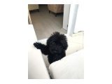 Siyah yavru toy poodle - 2