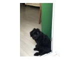 Siyah yavru toy poodle - Köpek - Kocaeli