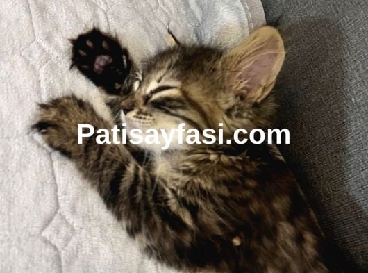 3aylık yavru kedi sahiplendirilecektir 