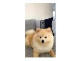 ACİL SATILIK POMERİAN ! - Pomeranian Boo