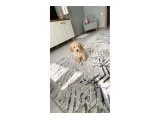 2 büçük aylık tuvalet egitimili - Maltipoo