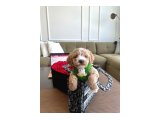 Birbirinden Güzel Maltipoo Yavrular - 3