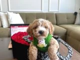 Birbirinden Güzel Maltipoo Yavrular - 3