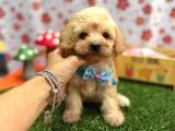 Birbirinden Güzel Maltipoo Yavrular