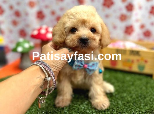 Maltipoo