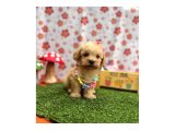 Birbirinden Güzel Maltipoo Yavrular - 2