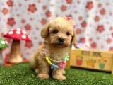 Birbirinden Güzel Maltipoo Yavrular - 2