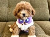 Birbirinden Güzel Maltipoo Yavrular
