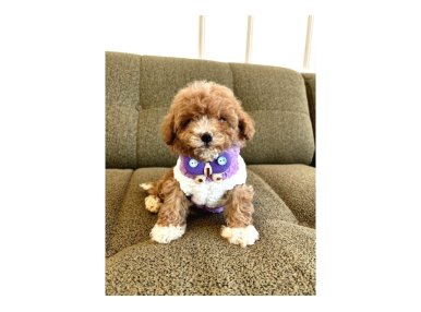Birbirinden Güzel Maltipoo Yavrular