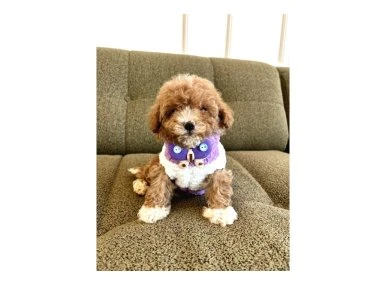 Birbirinden Güzel Maltipoo Yavrular