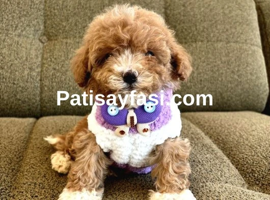 Maltipoo