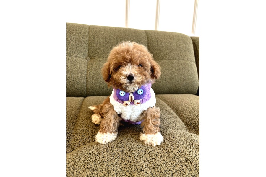 Birbirinden Güzel Maltipoo Yavrular