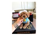 Birbirinden Güzel Maltipoo Yavrular - 4