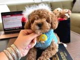 Birbirinden Güzel Maltipoo Yavrular - 4