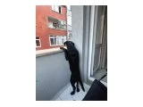 Sağlıklı, çok uysal ve çok oyuncu. Labrador İç dış parazit tedavisi yapıldı Ev ya da müstakil kapalı bahçede bakım için uygundur. Şimdi kalıcı yuvasını arıyor - Köpek