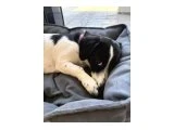 JACK RUSSELL - BORDER COLLIE KIRMASI ZEKİ YAVRU DİŞİ - Köpek - Ankara