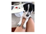JACK RUSSELL - BORDER COLLIE KIRMASI ZEKİ YAVRU DİŞİ - 4