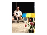 JACK RUSSELL - BORDER COLLIE KIRMASI ZEKİ YAVRU DİŞİ - 2